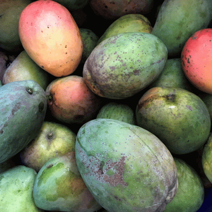 African-fruit-of-the-Gods.-